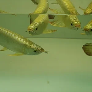 Golden Arowana