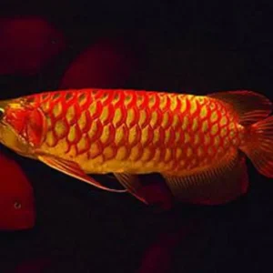 Asian Arowana Red