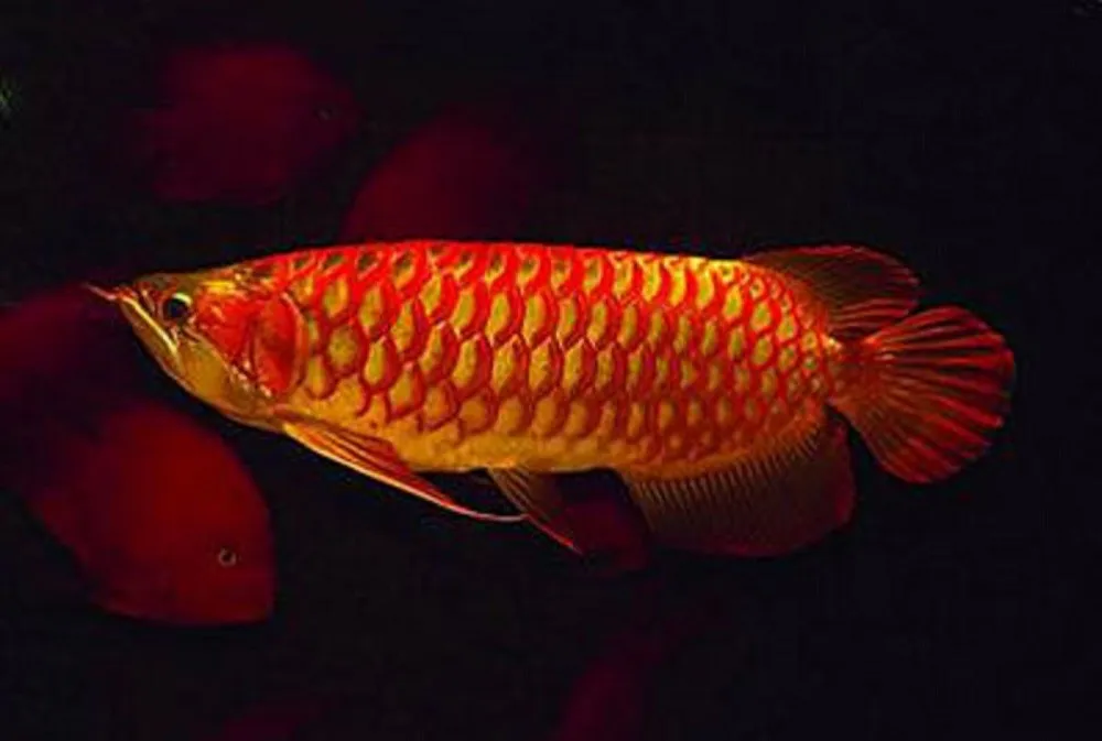 Asian Arowana Red