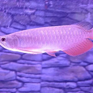 Banjar Red Arowana