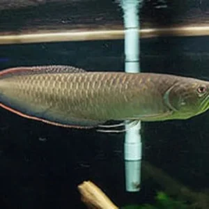 Black Arowana