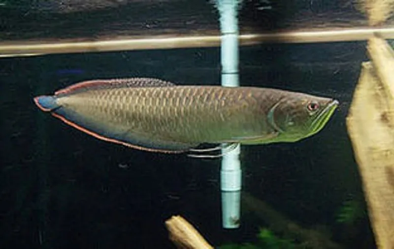 Black Arowana