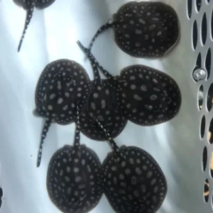 Black Diamond Stingray Female