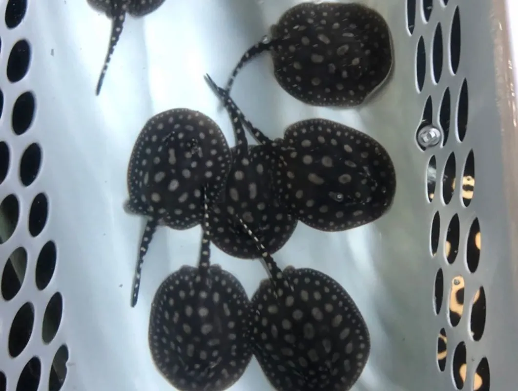 Black Diamond Stingray Female