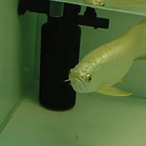 Cross Back Arowana