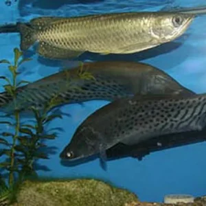 Jardini Arowana