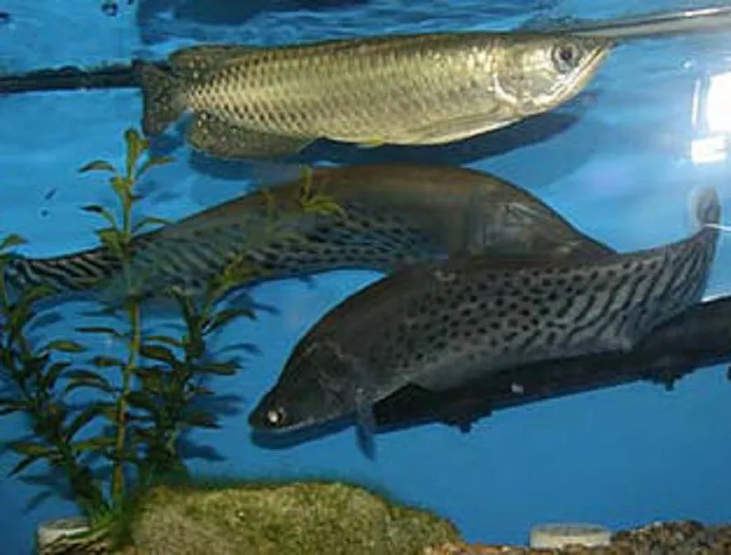 Jardini Arowana