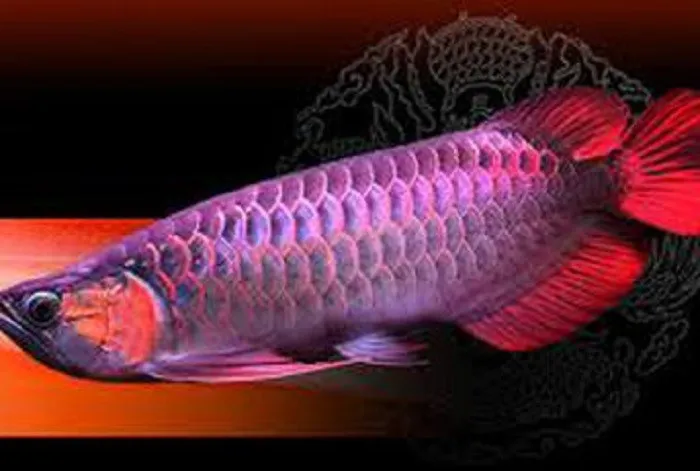 Malaysian Red Arowana