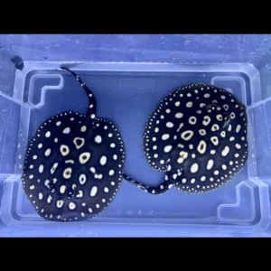 Potamotrygon Leopoldi