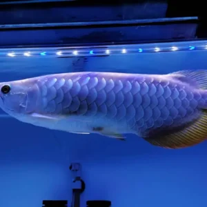 Golden Blue Base Arowana