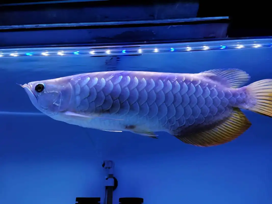 Golden Blue Base Arowana