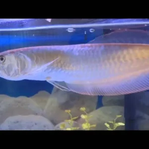 Platinum Arowana