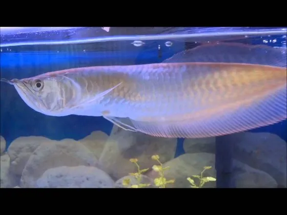 Platinum Arowana