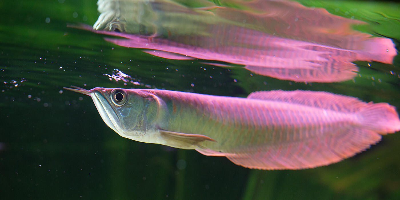 silver arowana