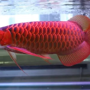 Red arowana