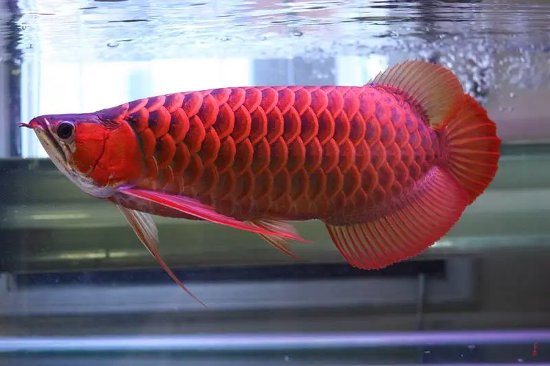 Red arowana